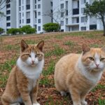 Condomínio residencial em Brasília com animais de rua ao redor, ilustrando tensões entre protetores e regras condominiais.