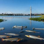 Lago Paranoá com pirarucus e redes de pesca para controle populacional no DF.