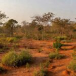 Área de reflorestamento no Cerrado do Distrito Federal para o Programa Reflorestar