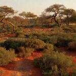 Área verde do cerrado representando o Parque Lobo-Guará em Brasília