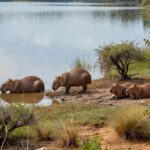 Capivaras monitoradas no Lago Paranoá em Brasília