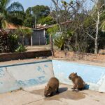 Filhotes de capivara em piscina vazia no Lago Norte resgatadas pela PMDF
