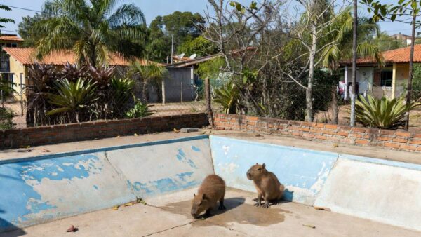 Filhotes de capivara em piscina vazia no Lago Norte resgatadas pela PMDF