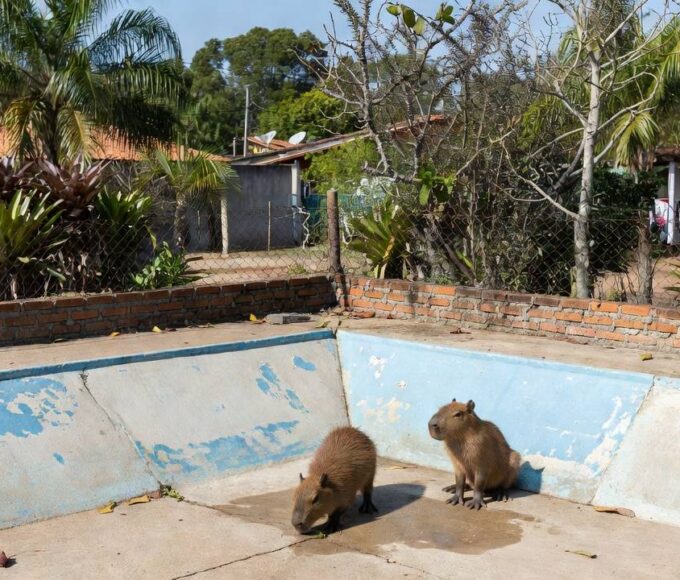 Filhotes de capivara em piscina vazia no Lago Norte resgatadas pela PMDF