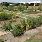 Jardim terapêutico negligenciado em Brasília simbolizando lei em risco