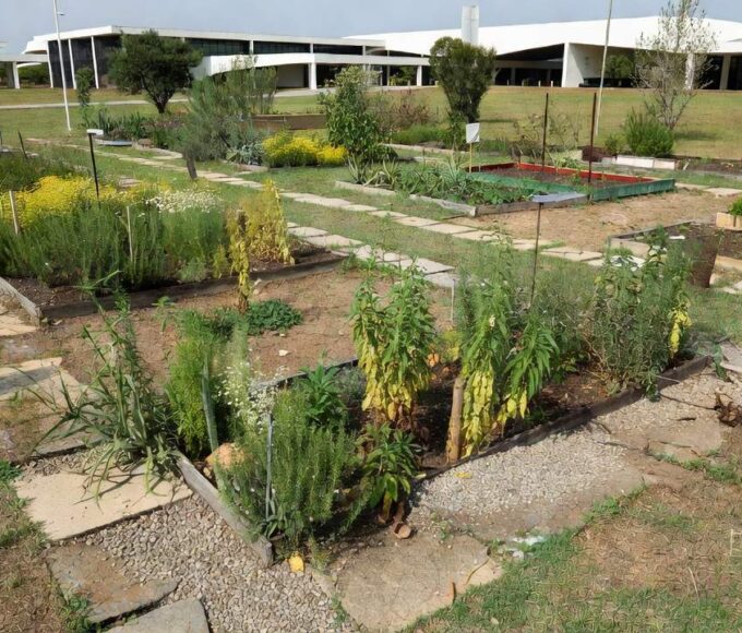 Jardim terapêutico negligenciado em Brasília simbolizando lei em risco